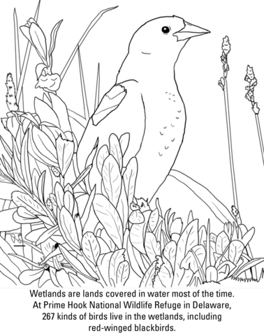 Red Winged Blackbird Coloring Page